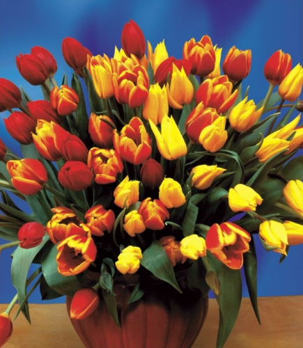 Reklamówka z uchem  44x50 TULIPANY 25 sztuk 35my